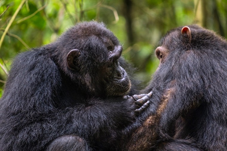 Wild chimpanzees in Uganda grooming.
